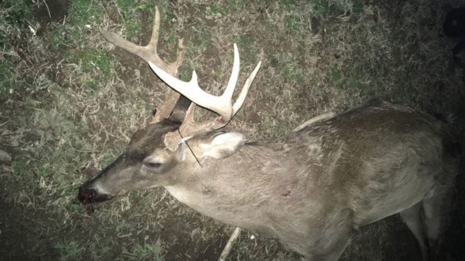 This evidence photo from the LDWF shows the illegally taken buck shot allegedly shot by Robert M. Harris Jr. on Jan. 19 in Tensas Parish.