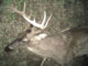 This evidence photo from the LDWF shows the illegally taken buck shot allegedly shot by Robert M. Harris Jr. on Jan. 19 in Tensas Parish.