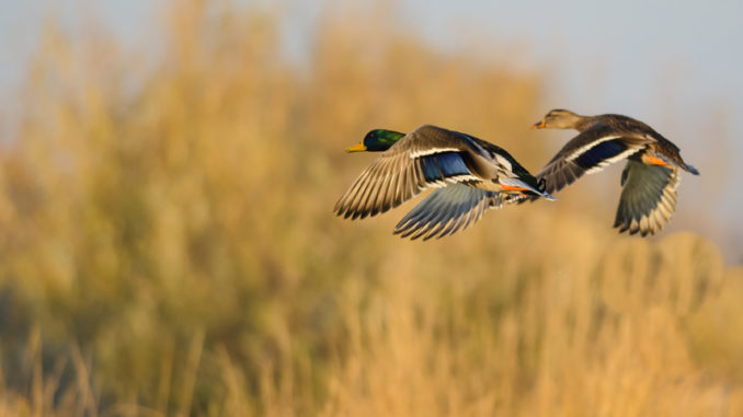 January's aerial waterfowl survey conducted by the LDWF was a fitting end to a weak migration year, according to waterfowl study leader Larry Reynolds.