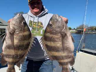 Christian Orfanello and two giant sheepshead he caught on Jan. 6 in the Lakeshore Estate canals in Slidell.