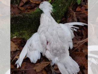 Greg Willis downed this stark white wood duck during a late-December hunt with his grandson in Allen Parish.