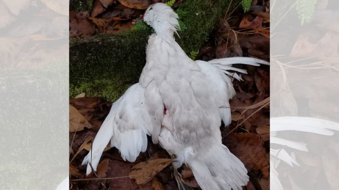 Greg Willis downed this stark white wood duck during a late-December hunt with his grandson in Allen Parish.