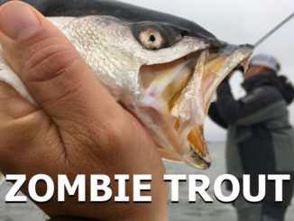 Take what the conditions give you, and potentially score on speckled trout.