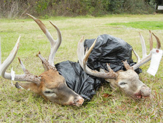 The heads of two big bucks taken in violation of the daily limit on Lake Ophelia National Wildlife Refuge last November.