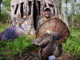 Chose a top-drawer WMA and spend some time in the woods scouting; chances of taking a gobbler are good.