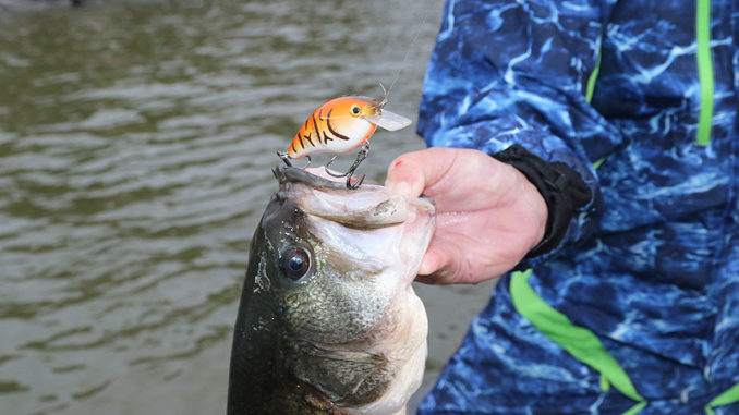 Prespawn fish are moving and looking for food, so crankbaits allow you to effectively cover water to find the hot spots.