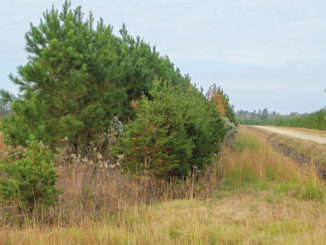 Planting and cultivating a buffer of thick trees or bushes around a popular feeding area for deer can give animals a little more security to venture into the picture during daylight hours.
