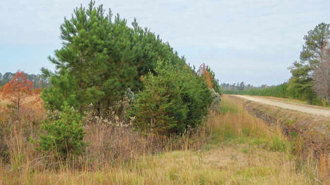 Planting and cultivating a buffer of thick trees or bushes around a popular feeding area for deer can give animals a little more security to venture into the picture during daylight hours.