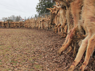 Hunters in the 6th Annual Carolina Coyote Classic killed 149 coyotes this past weekend.