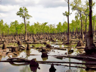 Cheniere Lake was basically emptied when flooding in 2016 washed away the bridge and spillway that impounded the 3,600-acre lake.