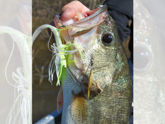 It’s tough to beat a spinnerbait when the water is dingy to muddy in the early spring.