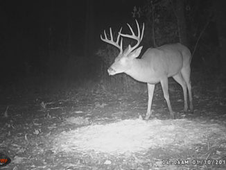 Trophy deer like this 10-point may be the exclusive target of some poachers who are only interested in the biggest and the best.