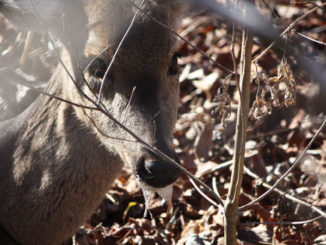 Scientists dispute findings by Dr. Frank Bastian, an LSU researcher, that he has discovered a cure for chronic wasting disease, coined by popular media as “Zombie Deer Disease” because infected deer often salivate heavily, look lost, are emaciated and confused.