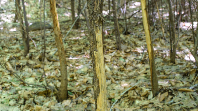 Finding a concentration of rubbed trees can give a hunter an idea where a buck that survived the season might have a bedding area.