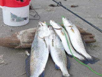 One of the best things about fishing on the beach is the quality of fish you often catch.