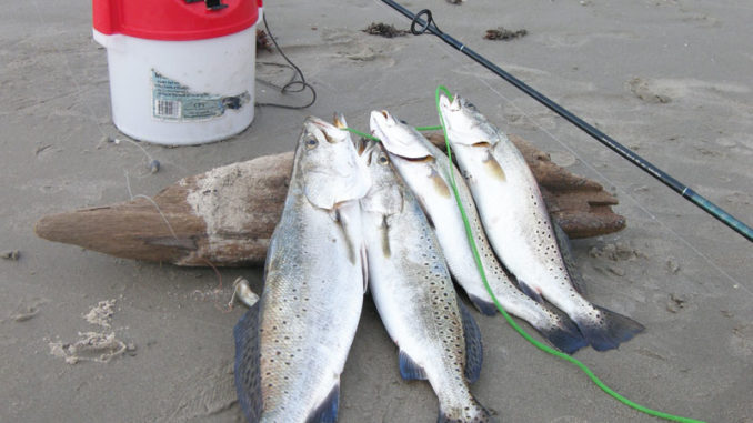 One of the best things about fishing on the beach is the quality of fish you often catch.