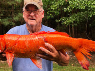 Fisherman Tuffy Fields with the surprise catch.