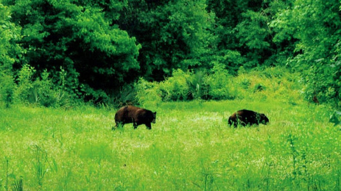 The Morganza Floodway has a good population of black bears and the big concern here would be for a bear escaping to high ground and causing issues for the residents.