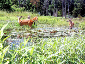 Deer can swim and often wade out in ponds and lakes to feed on vegetation and will escape to high ground when the Morganza floodway gates are open. The best management activity is simply not to disturb them in the areas where they congregate.