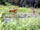 Deer can swim and often wade out in ponds and lakes to feed on vegetation and will escape to high ground when the Morganza floodway gates are open. The best management activity is simply not to disturb them in the areas where they congregate.