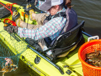 After a few runs, the crabs start to add up. A plastic top on the basket helps keep them shaded from the sun and keeps them from climbing out as it gets full.
