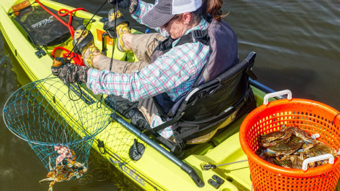 After a few runs, the crabs start to add up. A plastic top on the basket helps keep them shaded from the sun and keeps them from climbing out as it gets full.