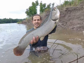 The author untangled this big choupique under the water at a running cut into the Mississippi River.