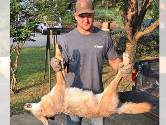 The grandson of homeowner Roland Collins, Tyler Bruce, shows the coyote that his grandfather killed inside his home.