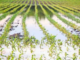 Extreme amounts of winter rainfall, snow melt and spring rains and flooding will provide waterfowl with plenty of breeding habitat but put farmers in a jam.