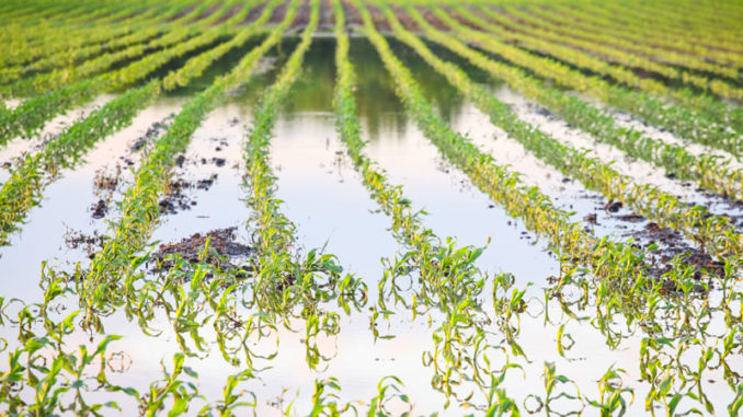 Extreme amounts of winter rainfall, snow melt and spring rains and flooding will provide waterfowl with plenty of breeding habitat but put farmers in a jam.