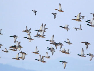Louisiana’s attorney general has appealed a lower court decision that could restrict public access to Lake Catahoula and its waterfowl.