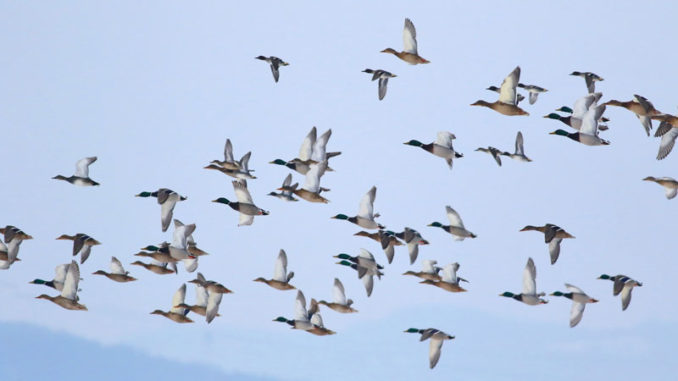 Louisiana’s attorney general has appealed a lower court decision that could restrict public access to Lake Catahoula and its waterfowl.