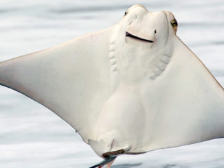 Rays like this jumping cownose, often leap out of water, but few ever collide with a human while doing so.
