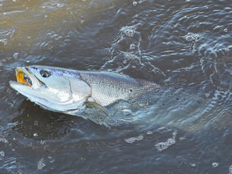 On Thursday, Sept. 5, the Louisiana wildlife and fisheries commission will receive a presentation on a recently finalized stock assessment regarding speckled trout. A previous preliminary stock assessment draft indicated speckled trout stocks were overfished, and that recreational landings were at their lowest level when compared to earlier years. (Photo by Chris Berzas)