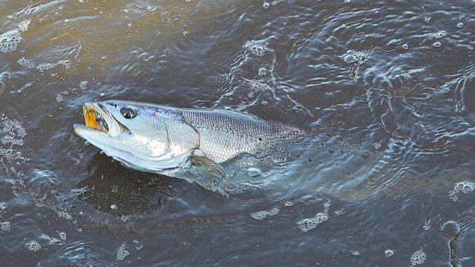 On Thursday, Sept. 5, the Louisiana wildlife and fisheries commission will receive a presentation on a recently finalized stock assessment regarding speckled trout. A previous preliminary stock assessment draft indicated speckled trout stocks were overfished, and that recreational landings were at their lowest level when compared to earlier years. (Photo by Chris Berzas)