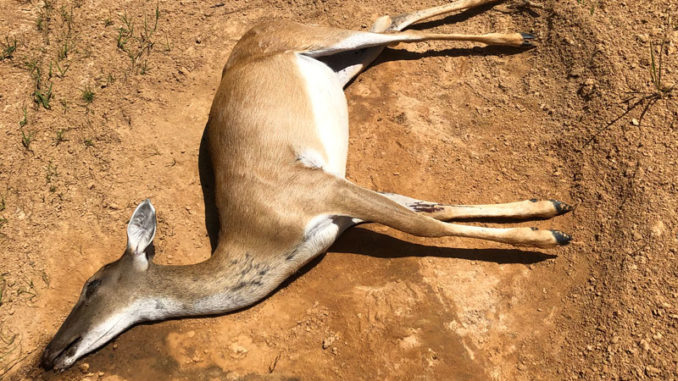 The author and his son discovered this deer, dead of unknown causes on their hunting lease. LDWF was notified and the head was submitted for CWD testing.