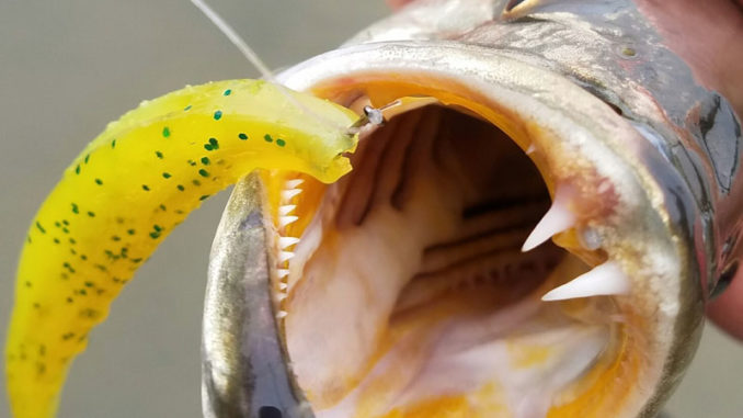 One advantage of rigging a soft-plastic jerkbait with a nose hook? Most fish are hooked solidly in the corner of the jaw.