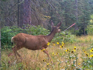 The author has captured several hunts on trail camera video.