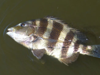 Getting the wily sheepshead to eat a fly is a difficult challenge, thus earning it's nickname "Cajun Permit."