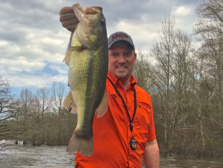 Now’s the time to catch big bass chasing shad in the grass beds on D’Arbonne like this one shown by Todd Risinger.