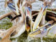 Pelicans frequent the MRGO Dam to gorge on the schools of bait. They descended on this redfish as an angler attempted to reel it in. The angler won both battles.