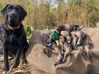 Deke with his take after a morning hunt in Venice.