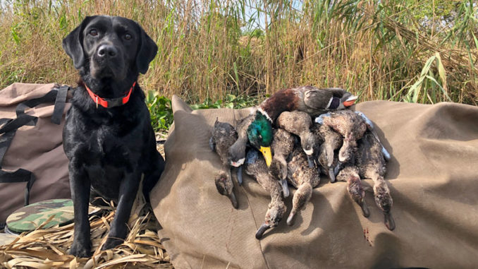 Deke with his take after a morning hunt in Venice.