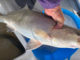 8-pound trout