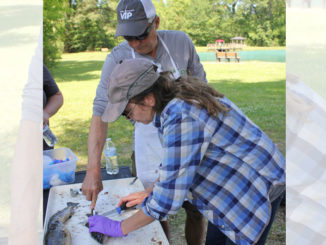 A workshop participant learns to clean fish during the spring workshop.