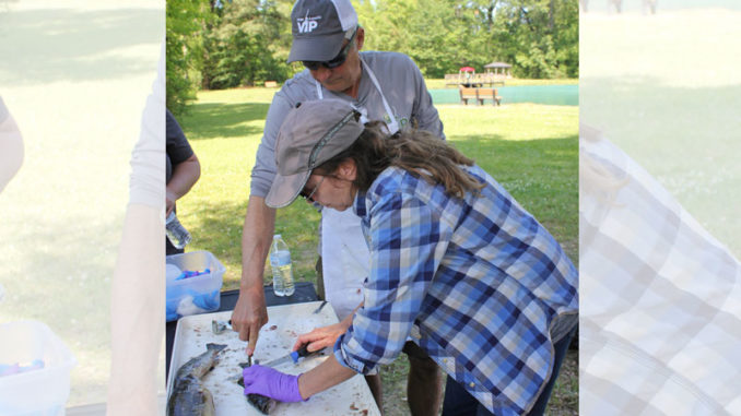A workshop participant learns to clean fish during the spring workshop.