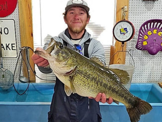 Dayton Trichel of Provencal caught this huge Toledo Bend 11.16-pounder on a hard jerkbait fishing just south of Big Bass Marina Feb. 22.
