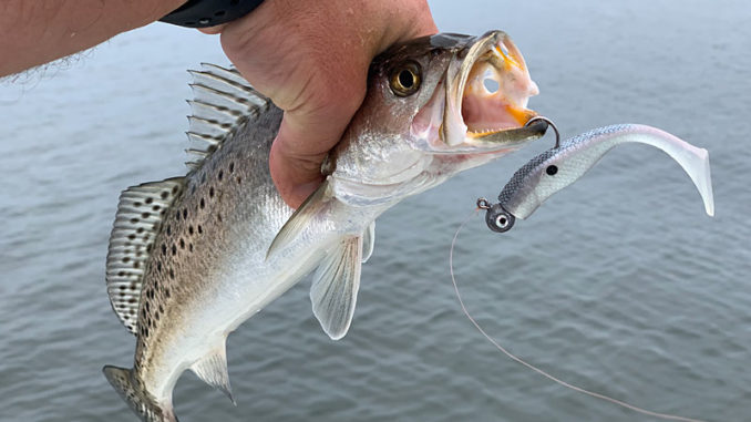 The Matrix X-Shad is Chas Champagne’s latest offering. (Photos courtesy Chas Champagne)