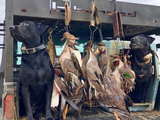 Duck hunters all have opinions on seasons, zones and splits, but one thing they all agree on is “we want ducks in the sky and in the decoys” and that’s not always in anyone’s control.