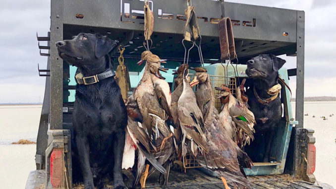 Duck hunters all have opinions on seasons, zones and splits, but one thing they all agree on is “we want ducks in the sky and in the decoys” and that’s not always in anyone’s control.
